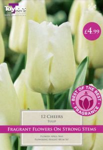 Tulip Cheers 12 Pack - Taylors Bulbs