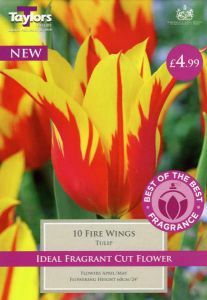 Tulip Fire Wings 10 Pack - Taylors Bulbs