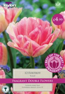 Tulip Foxtrot 12 Pack - Taylors Bulbs