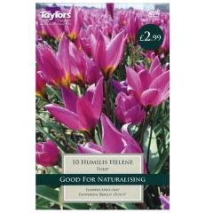 Tulip Humilis Helene  - Taylor's Bulbs