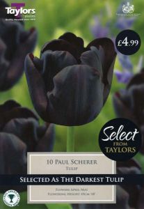 Tulip Paul Scherer 12 Pack - Taylors Bulbs