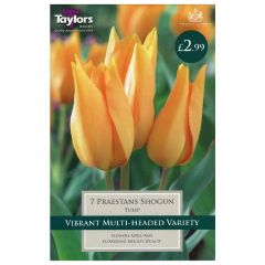 Tulip Praestans Shogun  - Taylor's Bulbs