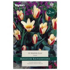 Tulip Water Lily 10 Pack - Taylor's Bulbs