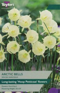 Narcissi Arctic Bells - Taylor's Bulbs