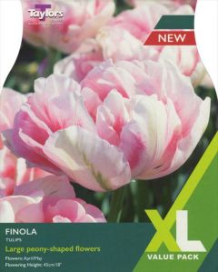 Tulip Finola - Taylor's Bulbs