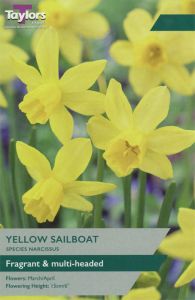 Narcissi Yellow Sailboat - Taylor's Bulbs