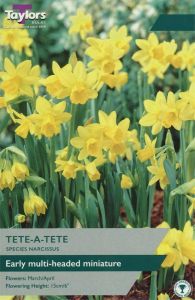 Taylor's Bulbs Narcissus Tete-a-tete