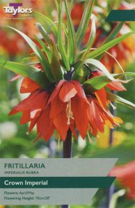 Fritillaria Imperialis Rubra - Taylor's Bulbs