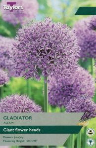 Allium Gladiator 1 Pack - Taylor's Bulbs