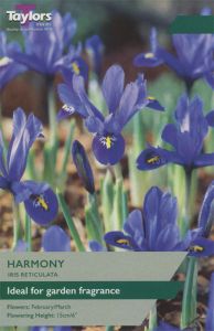 Iris Dwarf Harmony  - Taylor's Bulbs