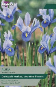 Iris Dwarf Alida - Taylor's Bulbs