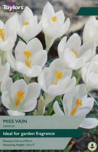 Crocus Miss Vain  - Taylor's Bulbs