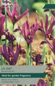 Iris Reticulata J S Dijt  - Taylor's Bulbs