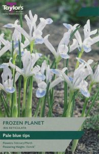 Iris Frozen Planet  - Taylor's Bulbs