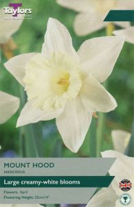Narcissus Mount Hood - Taylors Bulbs