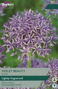 Allium Violet Beauty 5 Pack - Taylors Bulbs