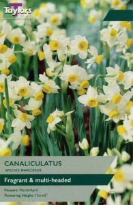 Narcissi Canaliculatus - Taylor's Bulbs