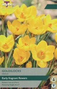 Crocus Goldilocks - Taylor's Bulbs