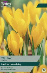 Crocus Yellow - Taylors Bulbs