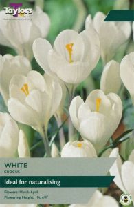 Crocus White - Taylor's Bulbs