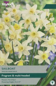 Narcissus Sailboat - Taylor's Bulbs