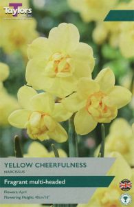 Narcissi Yellow Cheerfulness - Taylor's Bulbs