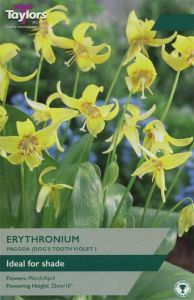 Erythronium Pagoda - Taylor's Bulbs