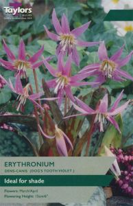 Erythronium Dens-Canis - Taylor's Bulbs