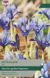 Iris Reticulata - Taylor's Bulbs