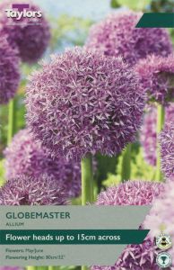 Allium Globemaster 1 Pack - Taylors Bulbs