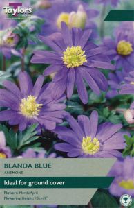 Anemone Blanda Blue - Taylor's Bulbs