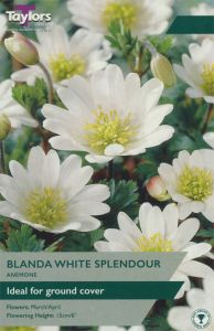 Anemone Blanda White Splendour - Taylor's Bulbs