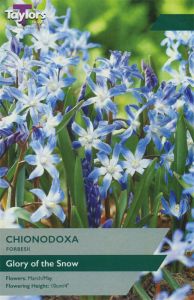 Chionodoxa Forbesii - Taylor's Bulbs