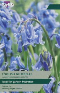 English Grown Bluebells 7 Pack - Taylor's Bulbs