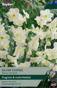Narcissi Silver Chimes  - Taylor's Bulbs