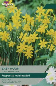 Narcissi Baby Moon  - Taylor's Bulbs