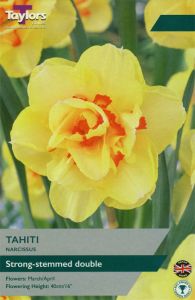 Narcissi Tahiti  - Taylor's Bulbs