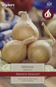 Shallot French Hermine 10 Pack - Taylor's Bulbs