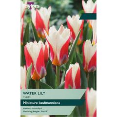 Taylors Bulbs Tulip Water Lily