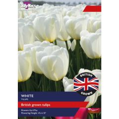 Taylors Bulbs British Grown White Tulips