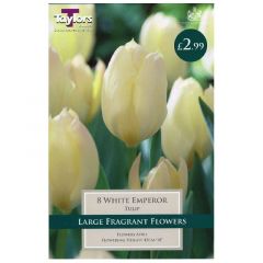 Tulip White Emperor 8 Pack - Taylor's Bulbs