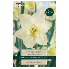 Narcissus White Marvel - Taylor's Bulbs