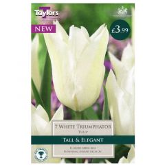 Tulip White Triumphator  - Taylor's Bulbs