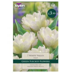Tulip White Valley 7 Pack - Taylor's Bulbs