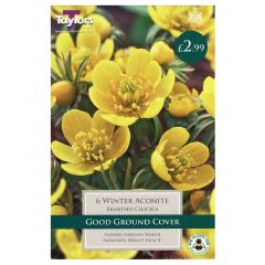 Eranthis Cilicica 6 Pack - Taylor's Bulbs