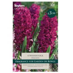 Hyacinth Woodstock  - Taylor's Bulbs