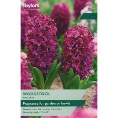 Taylors Bulbs Hyacinth Woodstock