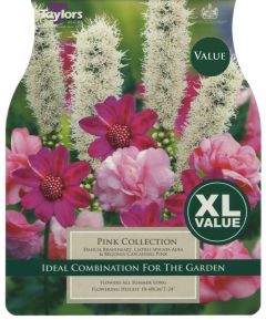 Pink Collection 7 Pack - Taylor's Bulbs