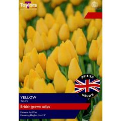 Taylors Bulbs British Grown Yellow Tulips