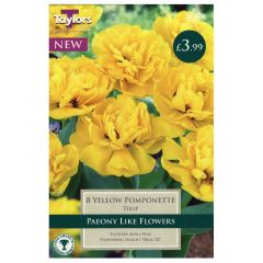 Tulip Yellow Pomponette  - Taylor's Bulbs